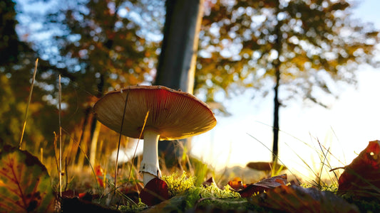 Unleashing the Magic of Mushrooms: The Health Benefits of a Mushroom Blend Supplement